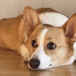 【涙やけクリア】獣医師も薦める犬の涙やけ対策